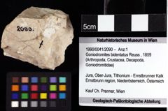 Foto (Objket + Etiketten) von Goniodromites bidentatus (Reuss, 1859) 